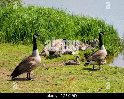 Branta canadensis, zwei Paar Kanadagänse, die sich die Pflege ihrer jungen, Upper Tamar Lake, Devon, Großbritannien, teilen Stockfoto