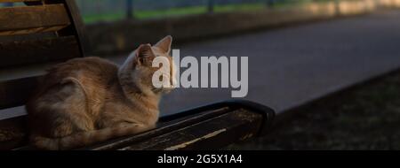 Nette Katze schlafen auf Holzbank im Freien Stockfoto