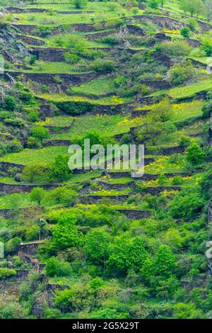 Ehemalige Weinberge auf kleinen terrassenförmigen Feldern an einem steilen Hang, Oberes Mittelrheintal St. Goarshausen, Rheinland-Pfalz, Deutschland Stockfoto