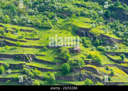 Ehemalige Weinberge auf kleinen terrassenförmigen Feldern an einem steilen Hang, Oberes Mittelrheintal St. Goarshausen, Rheinland-Pfalz, Deutschland Stockfoto