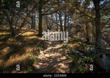 Wanderweg am Point Lobos State Natural Reserve Stockfoto