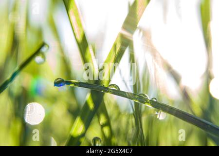 Makroaufnahme von grünem Gras mit Wassertropfen im Morgensonnenlicht. Frühlingsgefühl. Stockfoto