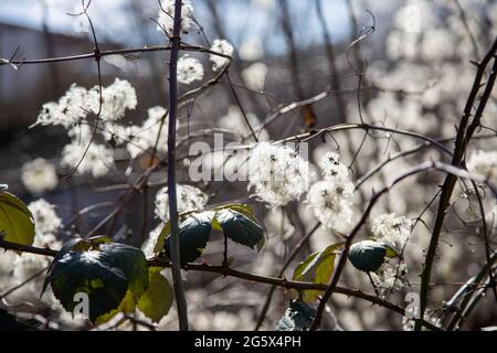 Viele Clematis vitalba im Frühjahr, wenn die Blüte langsam beginnt Stockfoto