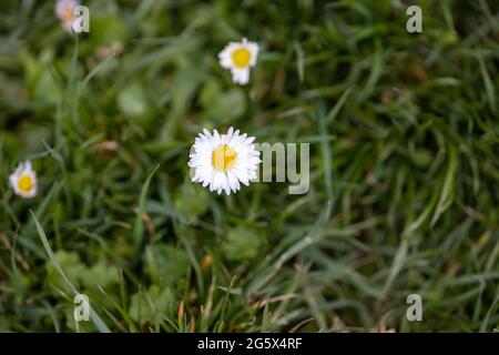 Viele kleine Gänseblümchen blühen im Frühling oder Sommer auf der Wiese Stockfoto
