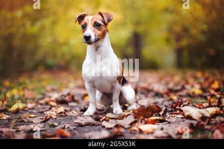 Kleiner Jack Russell Terrier Hund auf braunen Blättern sitzend, schön verschwommen Bokeh Herbst Hintergrund Stockfoto