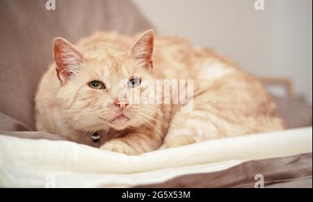 Hellbraune oder beige Katze mit grünen Augen, die auf dem Bett ruht Stockfoto