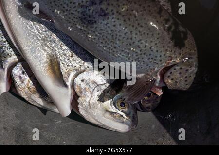 Frisch gefangener Regenbogenforellenfisch, Nahauffangdetails, Sonne scheint auf Auge und Haut Stockfoto