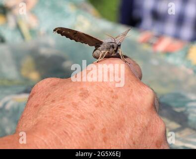 Ein abgeänderter Falkenmotte (Smerinthus ocellatus), der auf der Hand eines Mannes ruht, Norfolk, England, Großbritannien Stockfoto