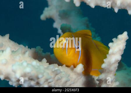 Gobiodon citrinus. Unterwasserwort des Roten Meeres. Das Foto wurde in Makadi Bay, Hurghada, Ägypten, aufgenommen Stockfoto