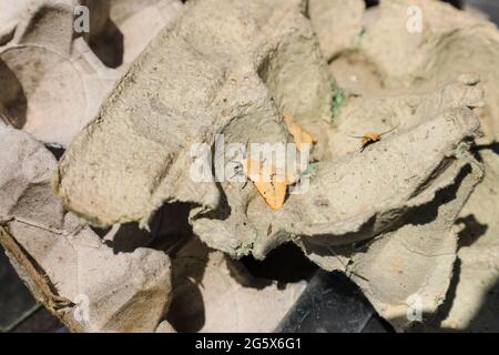 3 Buff-Ermine-Motten (Spilarctia luteum), die über Nacht in einer Mottenfalle gefangen worden waren, Hickling Broad, Norfolk, England, Großbritannien Stockfoto