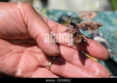 Ein abgeänderter Falkenmotte (Smerinthus ocellatus), der auf der Hand eines Mannes ruht, Norfolk, England, Großbritannien Stockfoto