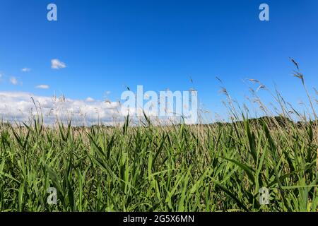 Norfolk Reeds (Phragmites australis) in einem Schilfbett bei Hickling Broad, Norfolk Broads, Norfolk, England, Großbritannien Stockfoto