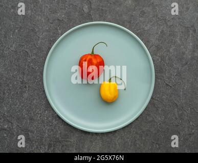 Ansicht von 1 roten und 1 gelben Scotch Bonnet Chilischoten auf einem blauen Teller mit Enteneier. Stockfoto