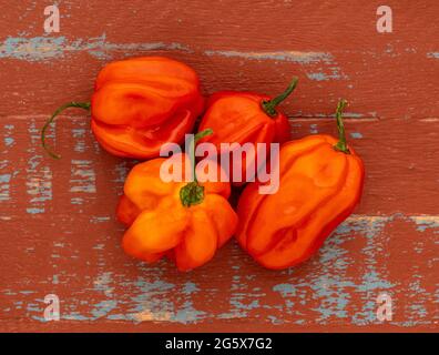 Grundansicht der roten Scotch Bonnet Chilischoten auf einem braunen und blauen Holzhintergrund. Stockfoto