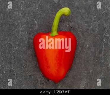 Grundansicht einer roten Paprika auf einem grauen strukturierten Hintergrund. Stockfoto