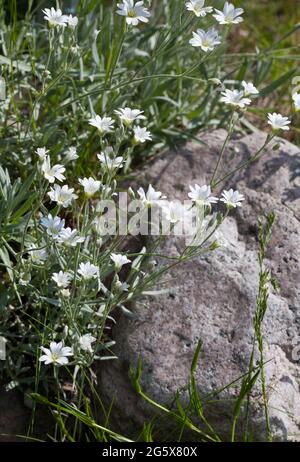 CERASTIUM TOMENTOSUM Schnee im Sommer Stockfoto