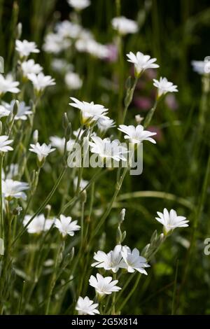 CERASTIUM TOMENTOSUM Schnee im Sommer Stockfoto