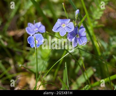 VERONICA CHAMAEDRYS den Germander Speedwell Stockfoto