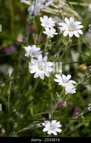 CERASTIUM TOMENTOSUM Schnee im Sommer Stockfoto