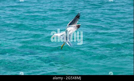 Möwe europäische Heringmöwe mit Futter im Mund auf blautürkisfarbenem Meeresgrund, offene Flügel, Seitenansicht. Ägäis, Griechenland. Stockfoto