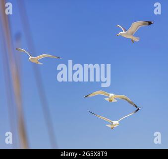 Fliegende Möwen auf hellblauem Himmel Hintergrund, offene Flügel. Europäische Heringsmöwen strömen nach einem Fischerboot, Ägäis Griechenland. Low-Angle-Ansicht Stockfoto