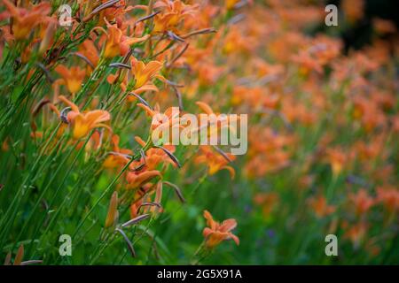 Wunderbares Feld von Lilium bulbiferum, gebräuchliche Namen orange Lilie, selektiver Fokus. Stockfoto