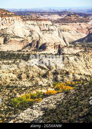 Blick über den Escalante River, in der abgelegenen Bergregion des Grand Staircase-Escalante National Monument, Utah, USA, umrandet von Baumwollwäldern Stockfoto