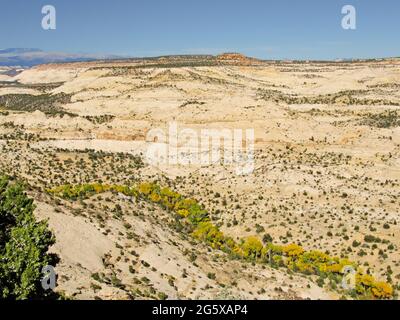 Flüsse, die durch die Canyons des Grand Staircase-Escalante National Monument, Utah, USA, fließen, umrandet von Baumwollwäldern Stockfoto