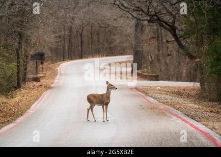 Young Doe im Chickasaw National Recreation Area, Oklahoma Stockfoto