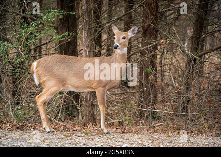 Young Doe im Chickasaw National Recreation Area, Oklahoma Stockfoto