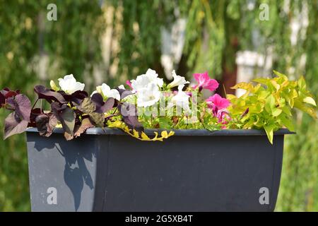 Blühende bunte Blumen hängen in Töpfen am Geländer der Brücke. Sommer. Stockfoto