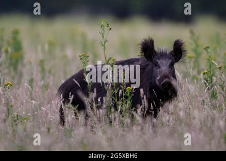 Wildschwein auf einem Feld mit gelben Blüten des Gemeinen Ragwurz Stockfoto