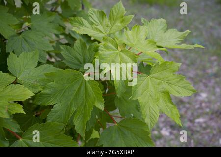 Frische Blätter und Früchte von Acer pseudoplatanus Baum Stockfoto