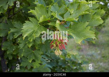 Frische Blätter und Früchte von Acer pseudoplatanus Baum Stockfoto