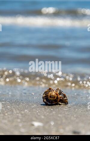 empty shell near the sea shore, vacation concept Stockfoto