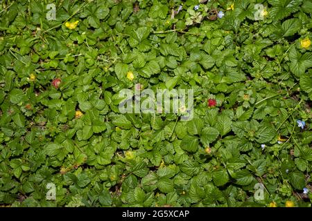 Duchesnea Indica strukturierte Blätter Stockfoto