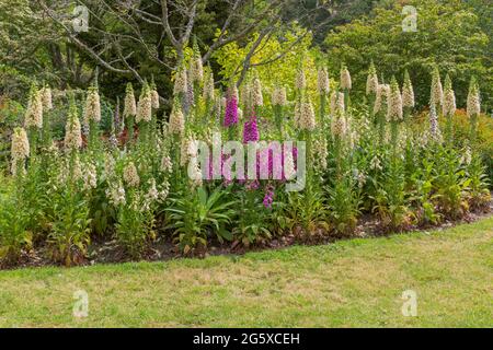 Blumenbeet gefüllt mit Digitalis purpurea, das dem Blumenbeet mit ihren hohen, turmartigen Blüten Farbe und Volumen verleiht Stockfoto