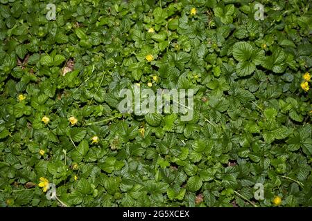 Duchesnea Indica strukturierte Blätter Stockfoto