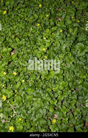 Duchesnea Indica strukturierte Blätter Stockfoto