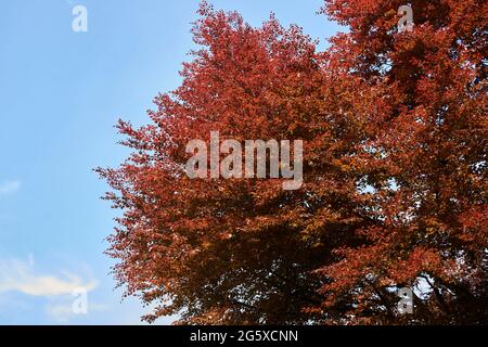 Rotes Laub des Fagus sylvatica purpurea-Baumes im Frühling Stockfoto