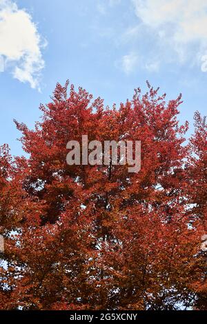 Rotes Laub des Fagus sylvatica purpurea-Baumes im Frühling Stockfoto