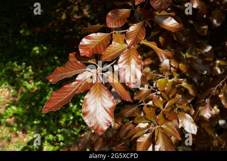 Rotes Laub des Fagus sylvatica purpurea-Baumes im Frühling Stockfoto
