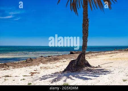 Ein schöner Blick auf die Mittelmeerküste mit Birkenwasser, einem Strand mit weißem Sand und einer grünen Palme. Stockfoto