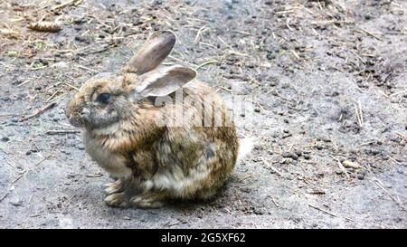 Niedliches graues Kaninchen, das draußen auf der Farm sitzt. Stockfoto