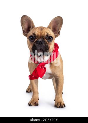 Niedliche junge Rehkitz französische Bulldogge Youngster, mit Blick nach vorne stehend und rotem farner Schal um den Hals getragen. Blick auf die Kamera. Isoliert auf weißem Hintergrund Stockfoto