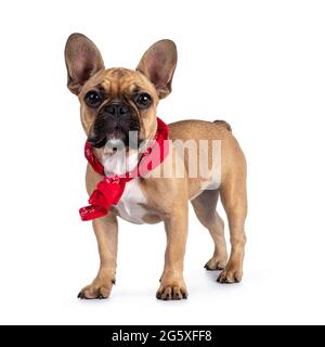 Niedliche junge Rehkitz Französisch Bulldog Youngster, stehend Seitenwege tragen roten farner Schal um den Hals. Blick auf die Kamera. Isoliert auf weißem Hintergrund Stockfoto