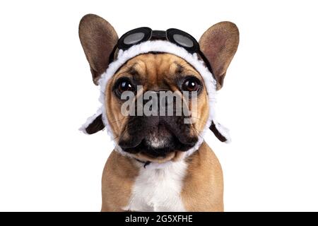 Kopfschuss eines niedlichen jungen jungen französischen Bulldoggen-Jungen, der mit braunem Pilotenhut und Schutzbrille nach vorne zeigt. Blick direkt auf die Kamera. Isoliert Stockfoto