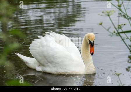 Stummer weißer Schwan, der auf einem See schwimmend ist Stockfoto