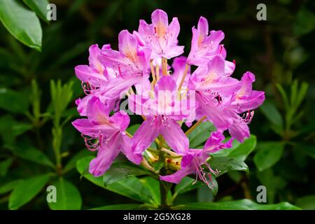 Rosa Rhododendron ponticum blüht im Frühsommer, Großbritannien Stockfoto