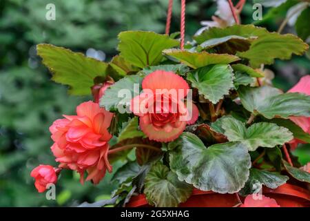 Leuchtend rote große Blüten von tuberösen Begonien (Begonia tuberhybrida) in Blumentopf aus nächster Nähe. Ornamentale Blütenbegonie im Garten. Blumenzucht, ga Stockfoto